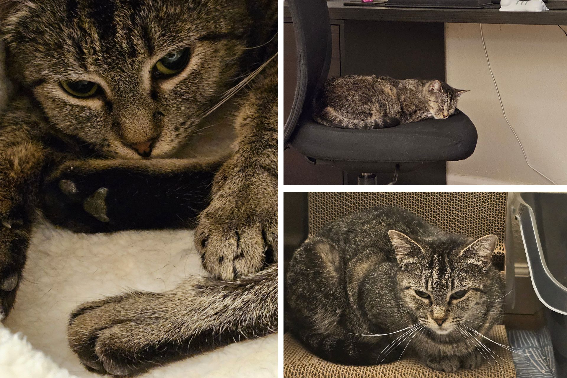 collage of a tabby cat