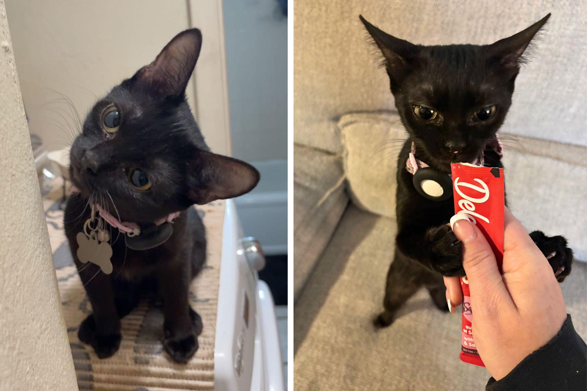 collage of black cat