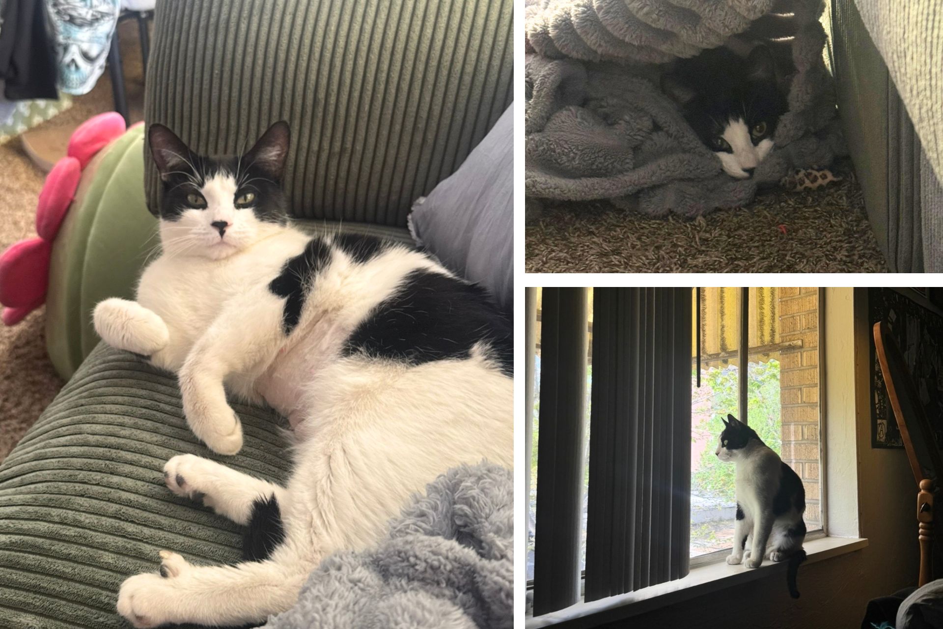 collage of white and black cat