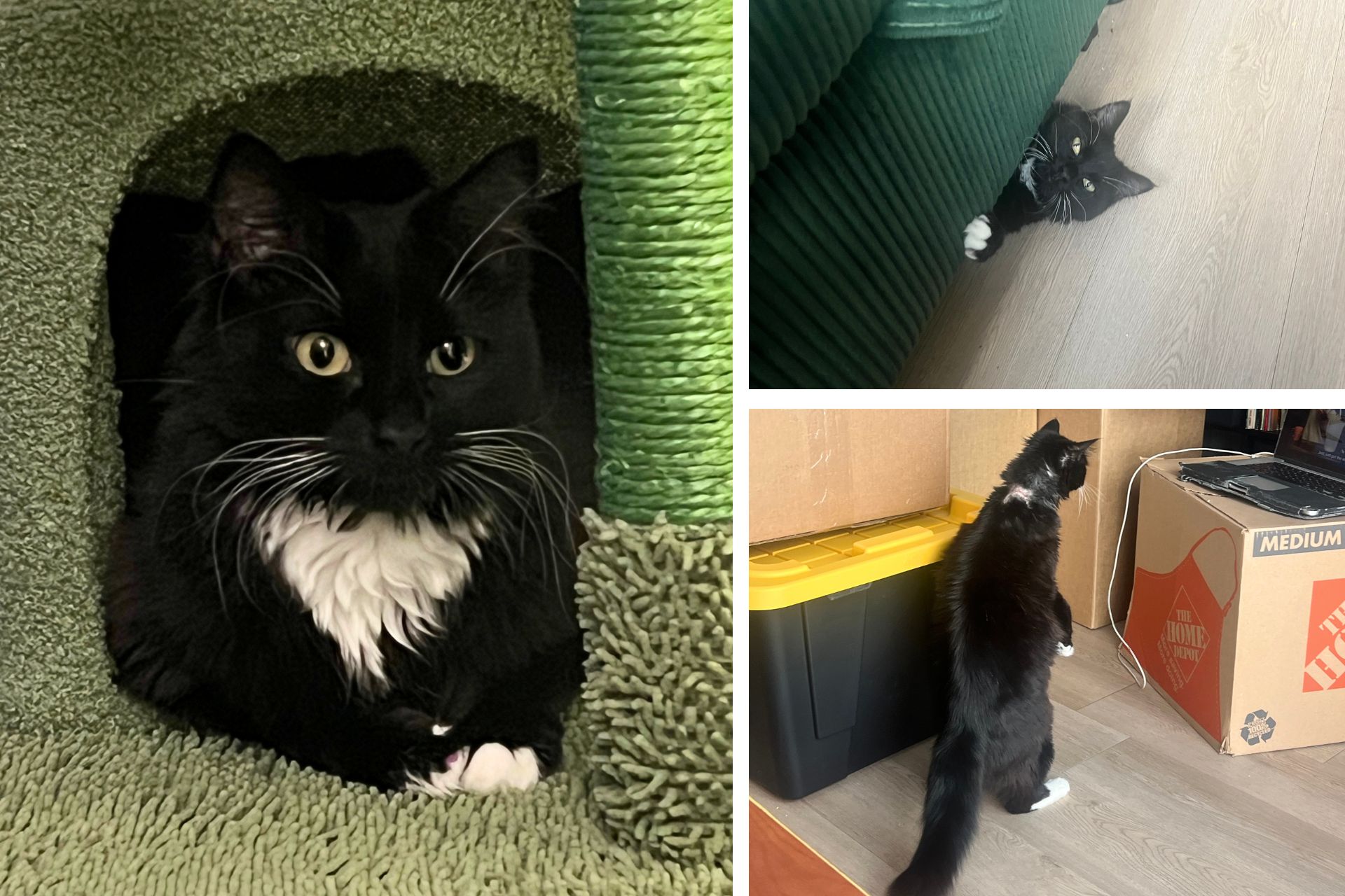 collage of tuxedo cat