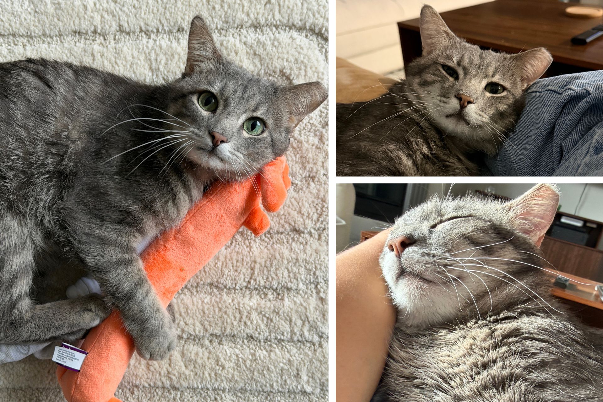 collage of tabby cat