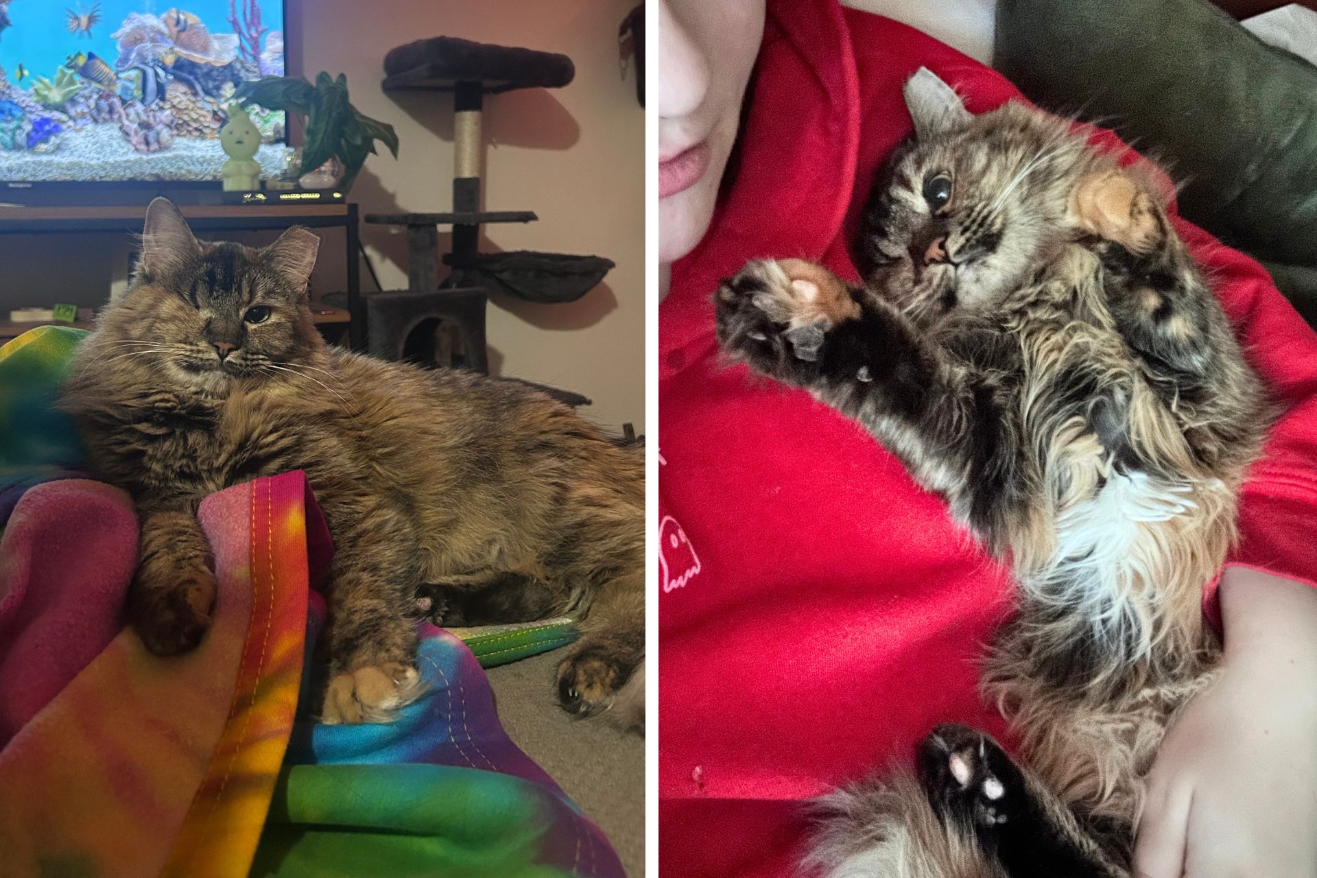 collage of tricolor cat