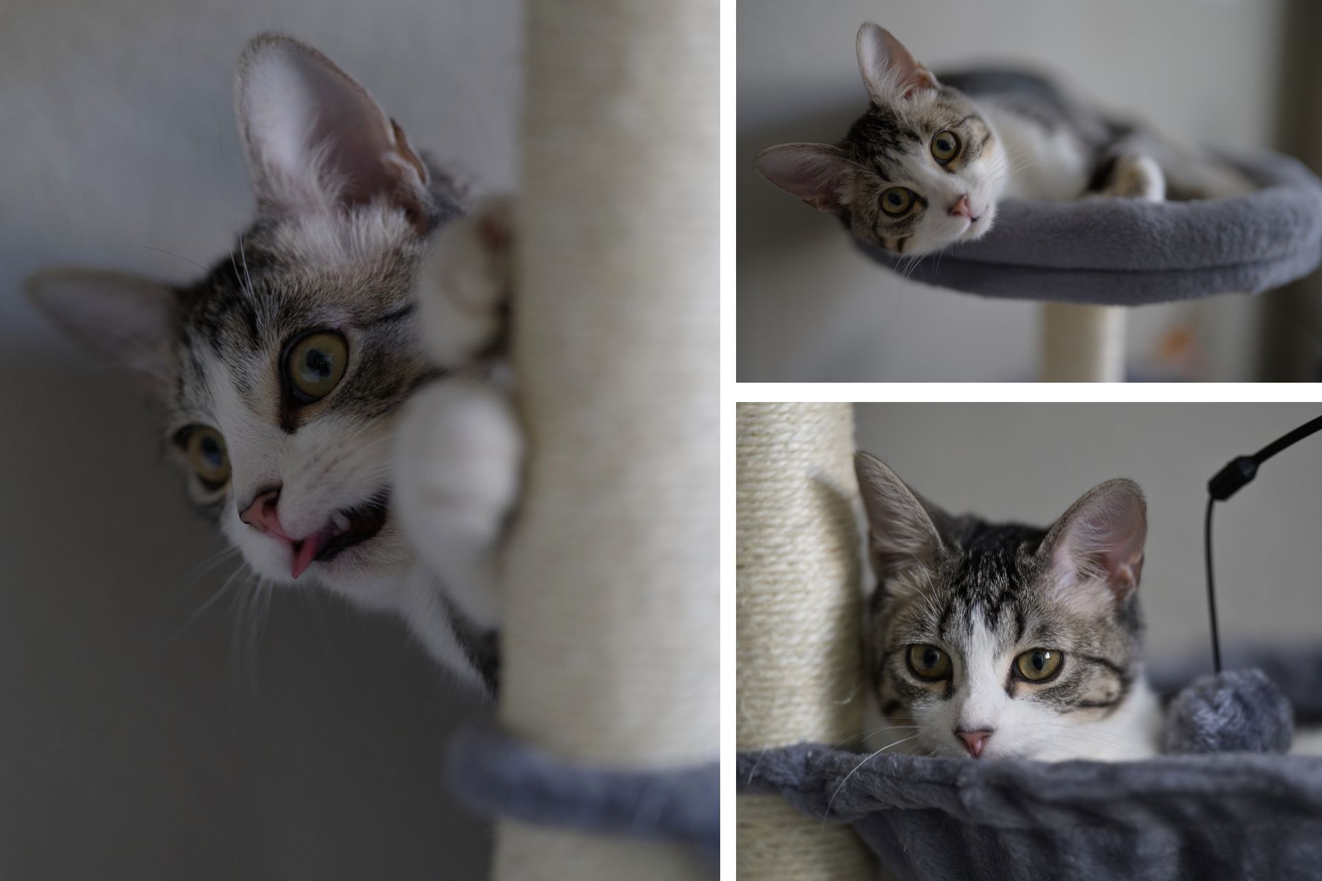collage of gray and white cat