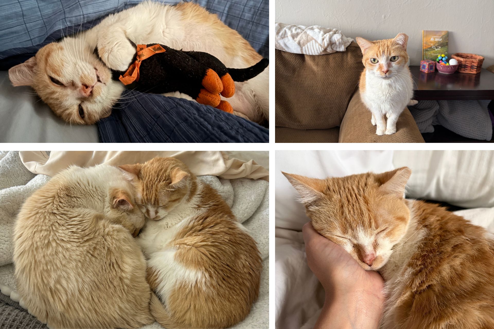 collage of orange and white cat