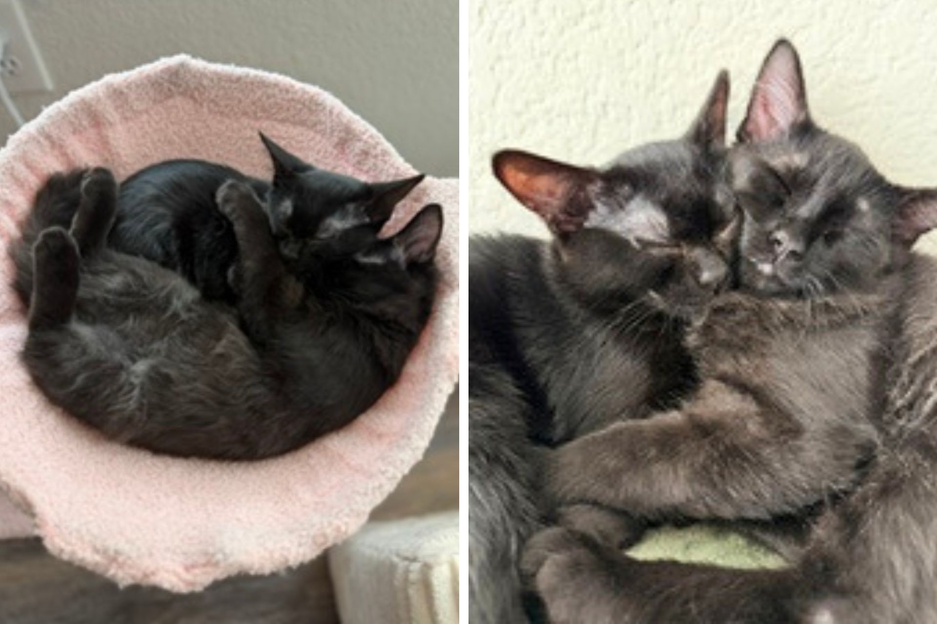 collage of two black cats