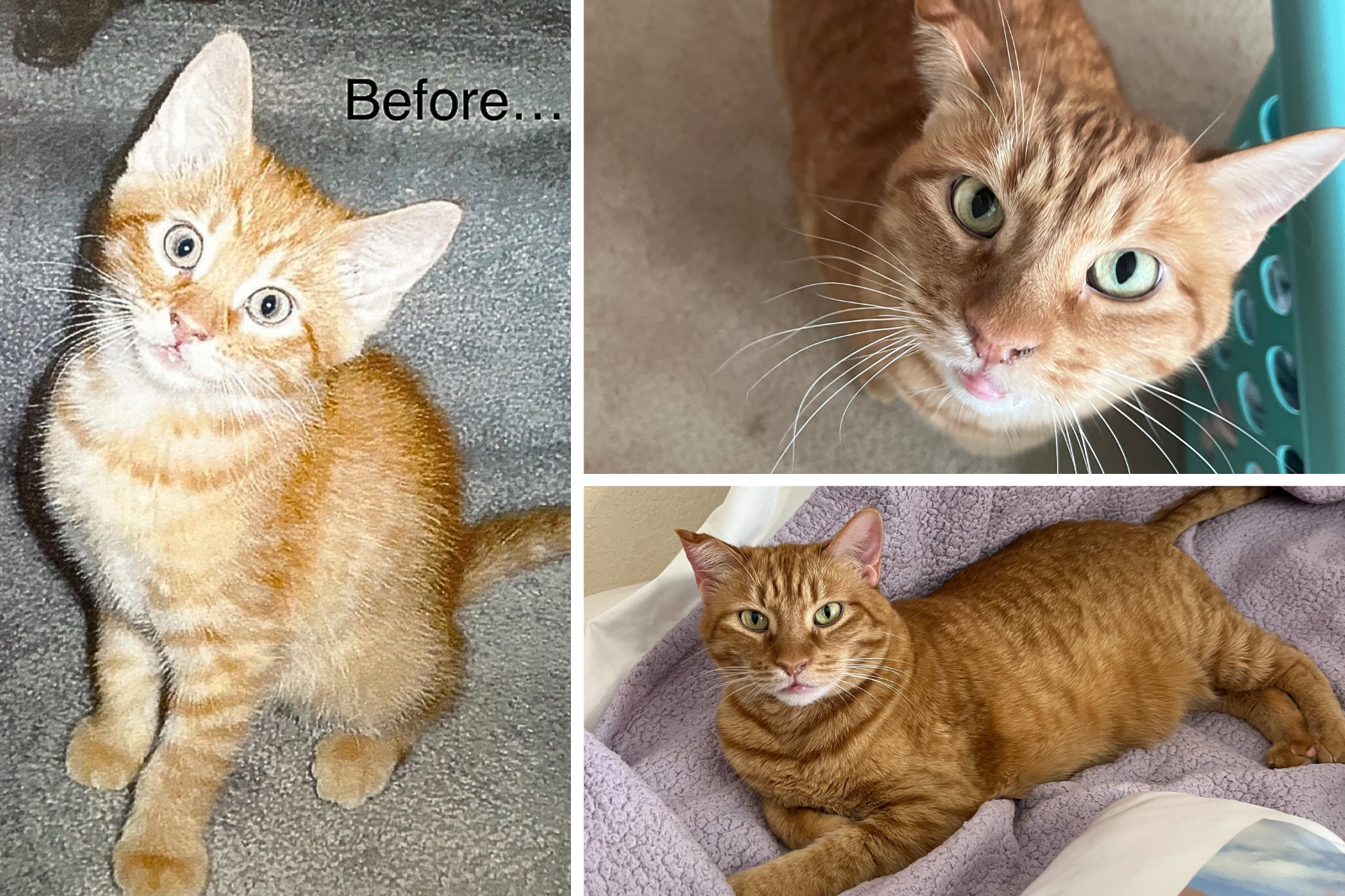 collage of orange cat