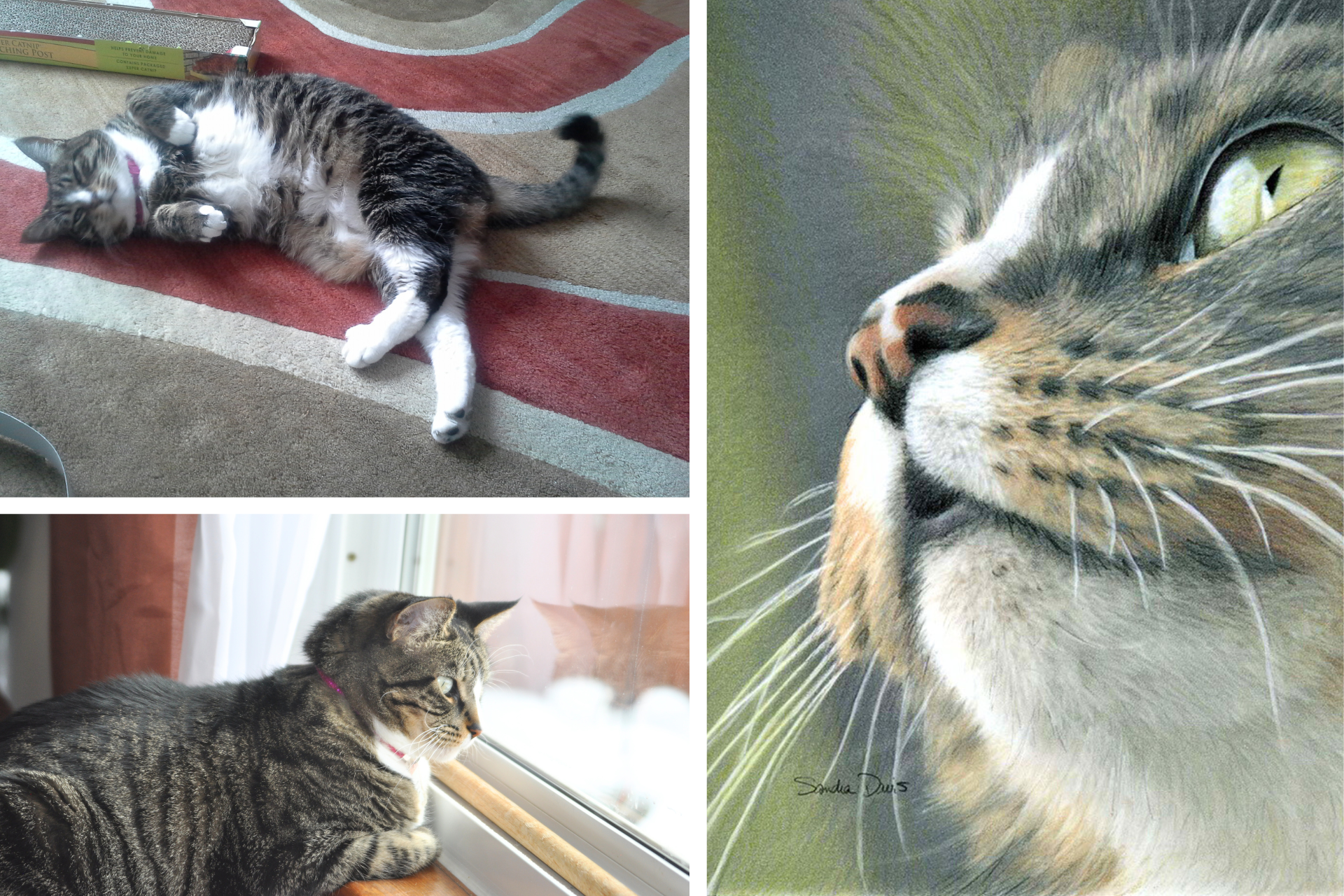 collage of tabby cat