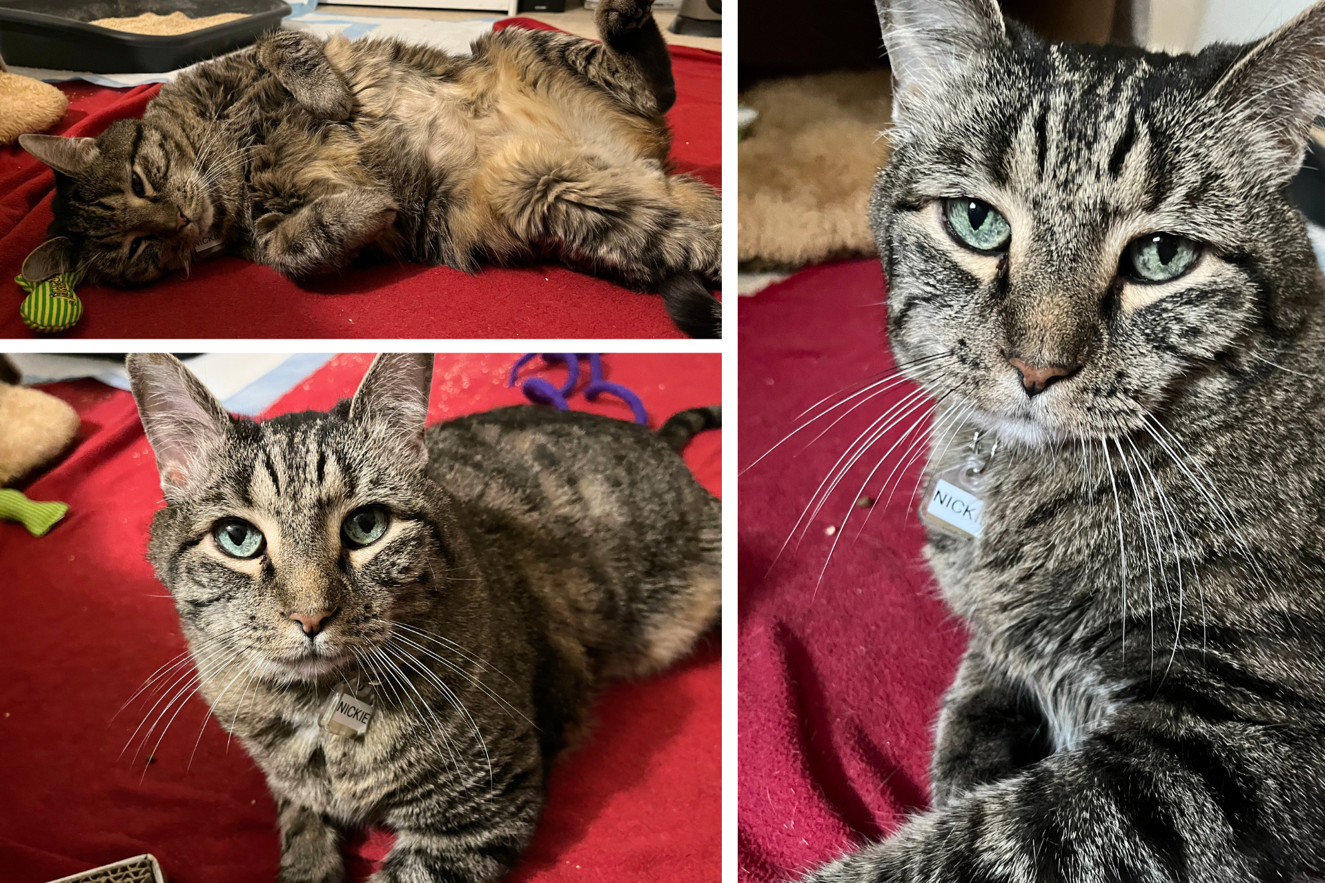 collage of tabby cat