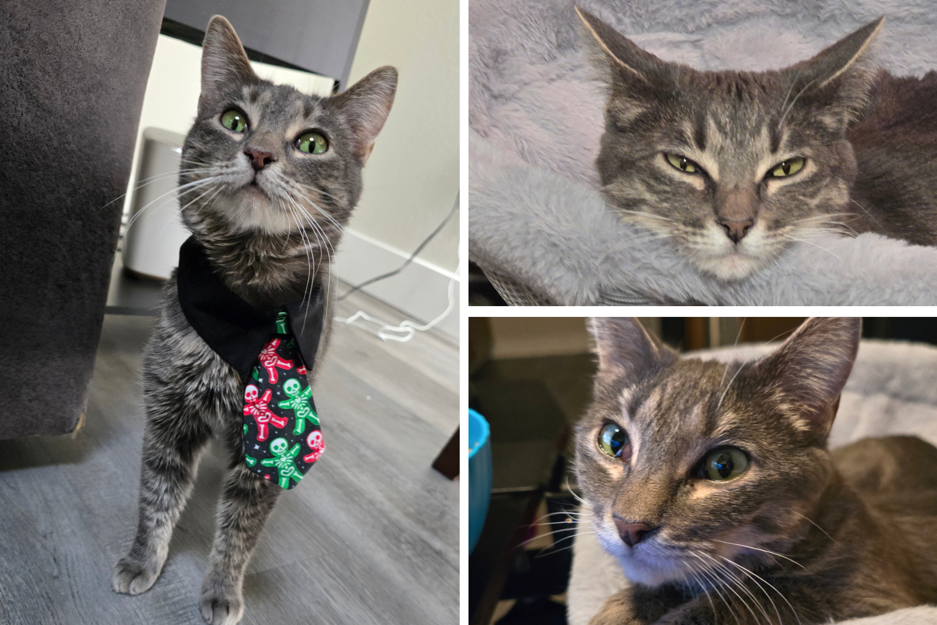 collage of tabby cat
