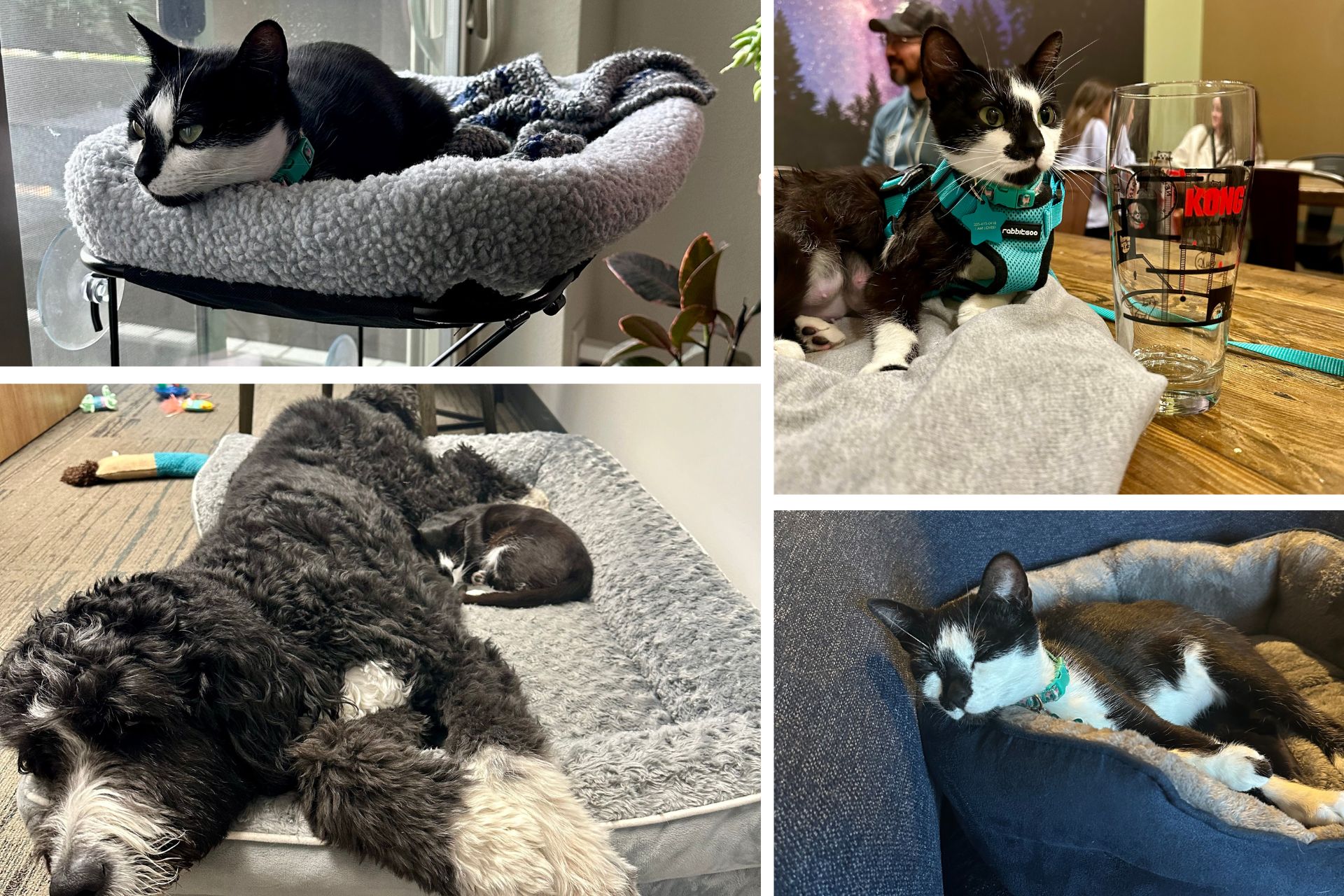 a photo collage of a black and white cat