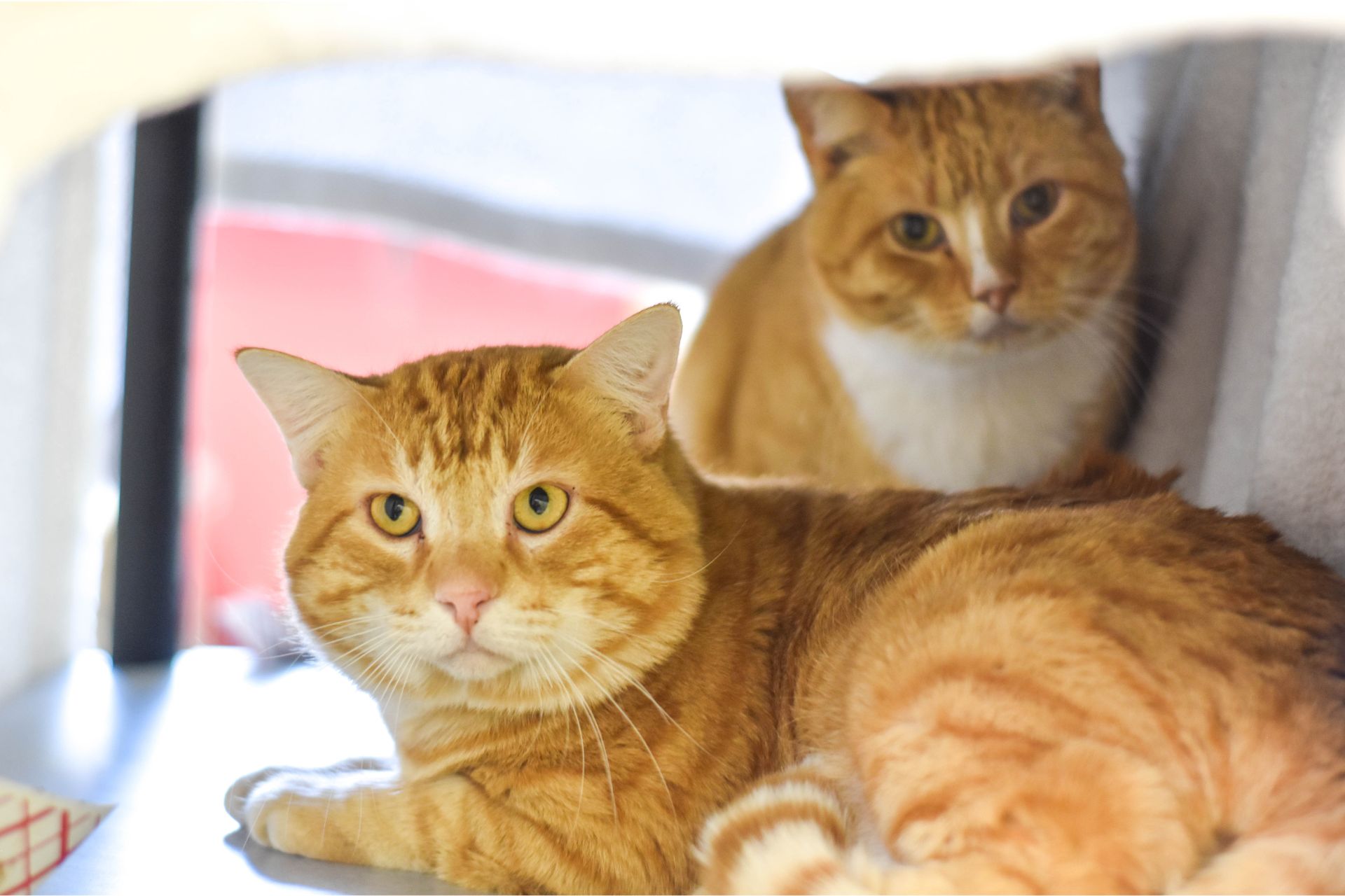 Two orange tabbies sit next to each other