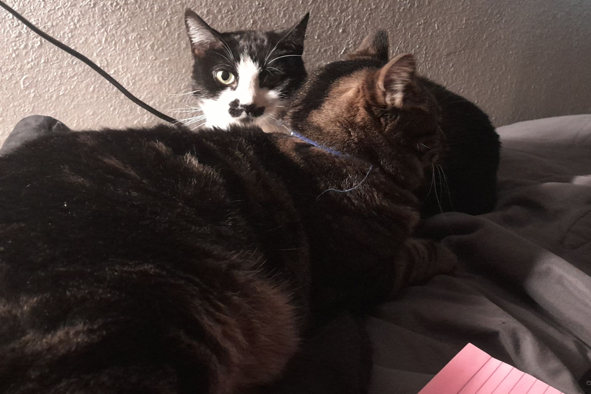 a tabby and a black and white cat lay together on a bed