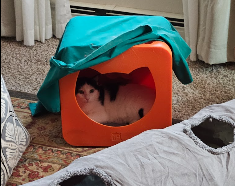 a black and white cat sits in an orange cat cube