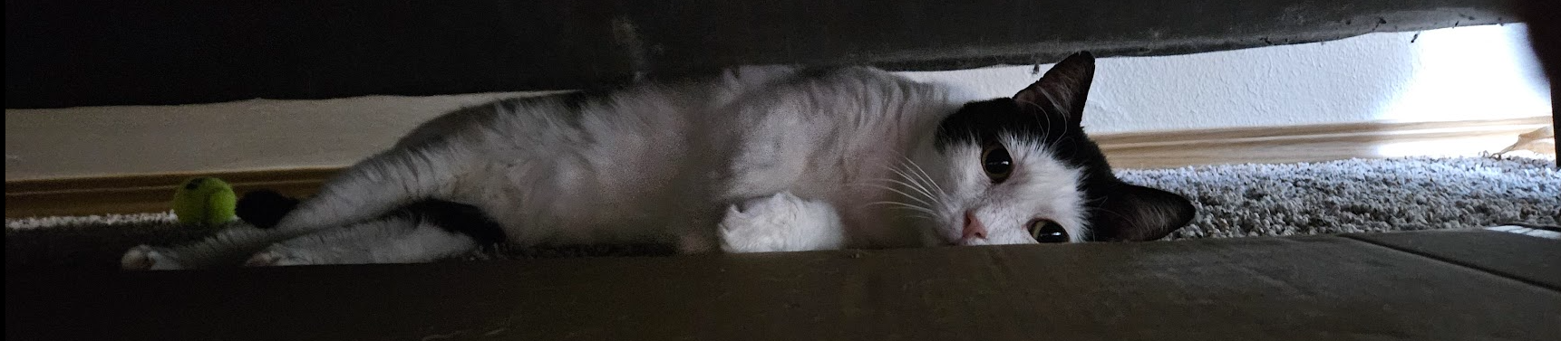 a black and white cat lays underneath a bed