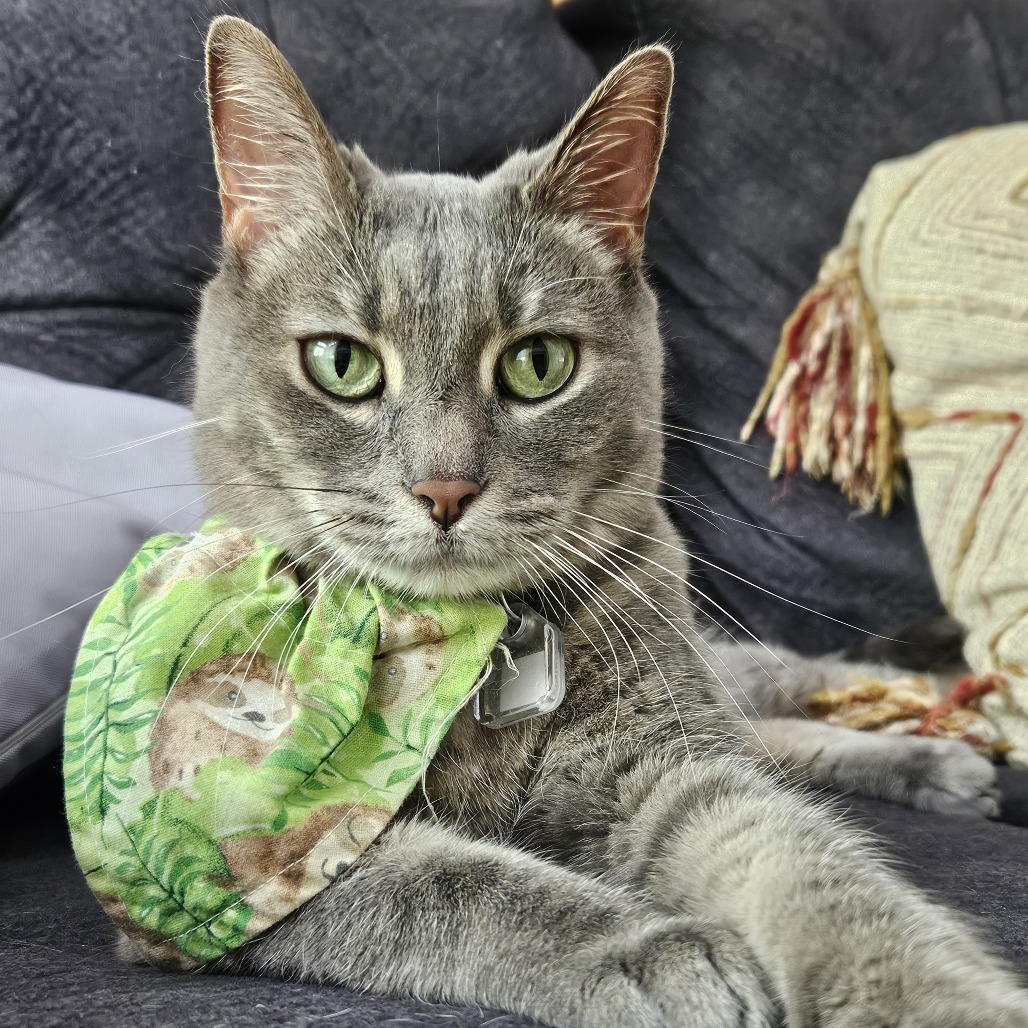 Maggie, a grey cat with bright green eyes, wears a green bandana and looks toward the camera