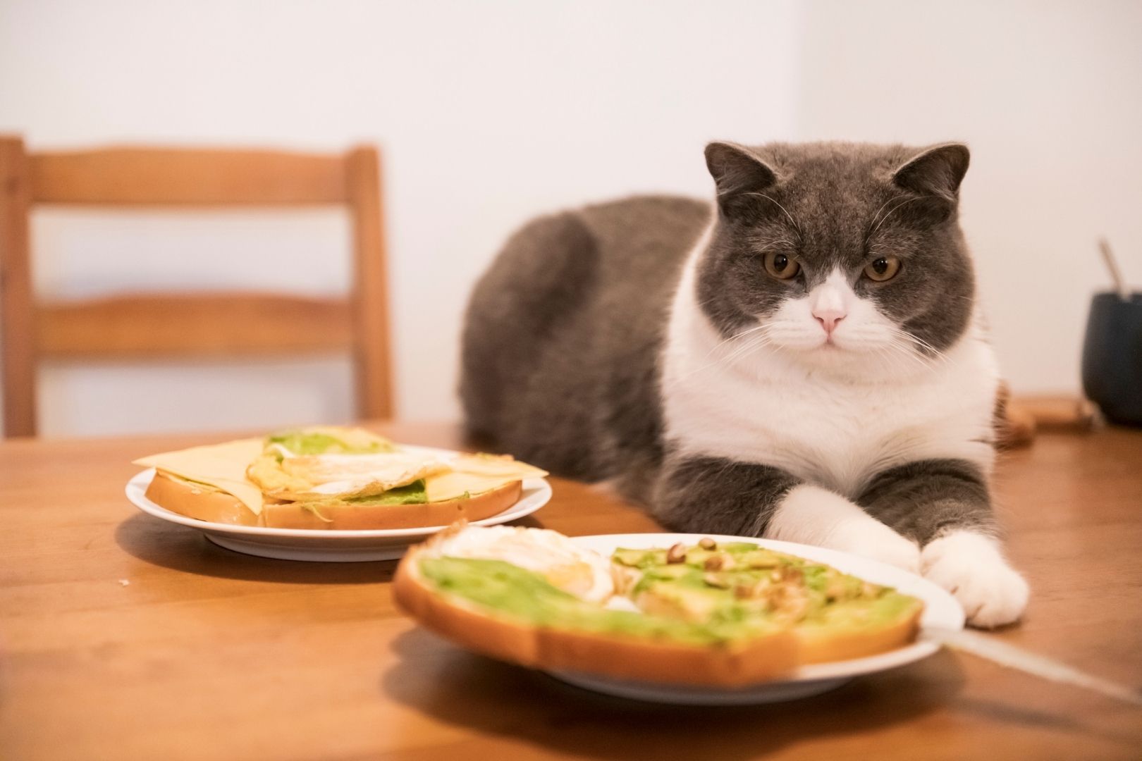 cat looking at plates of human food