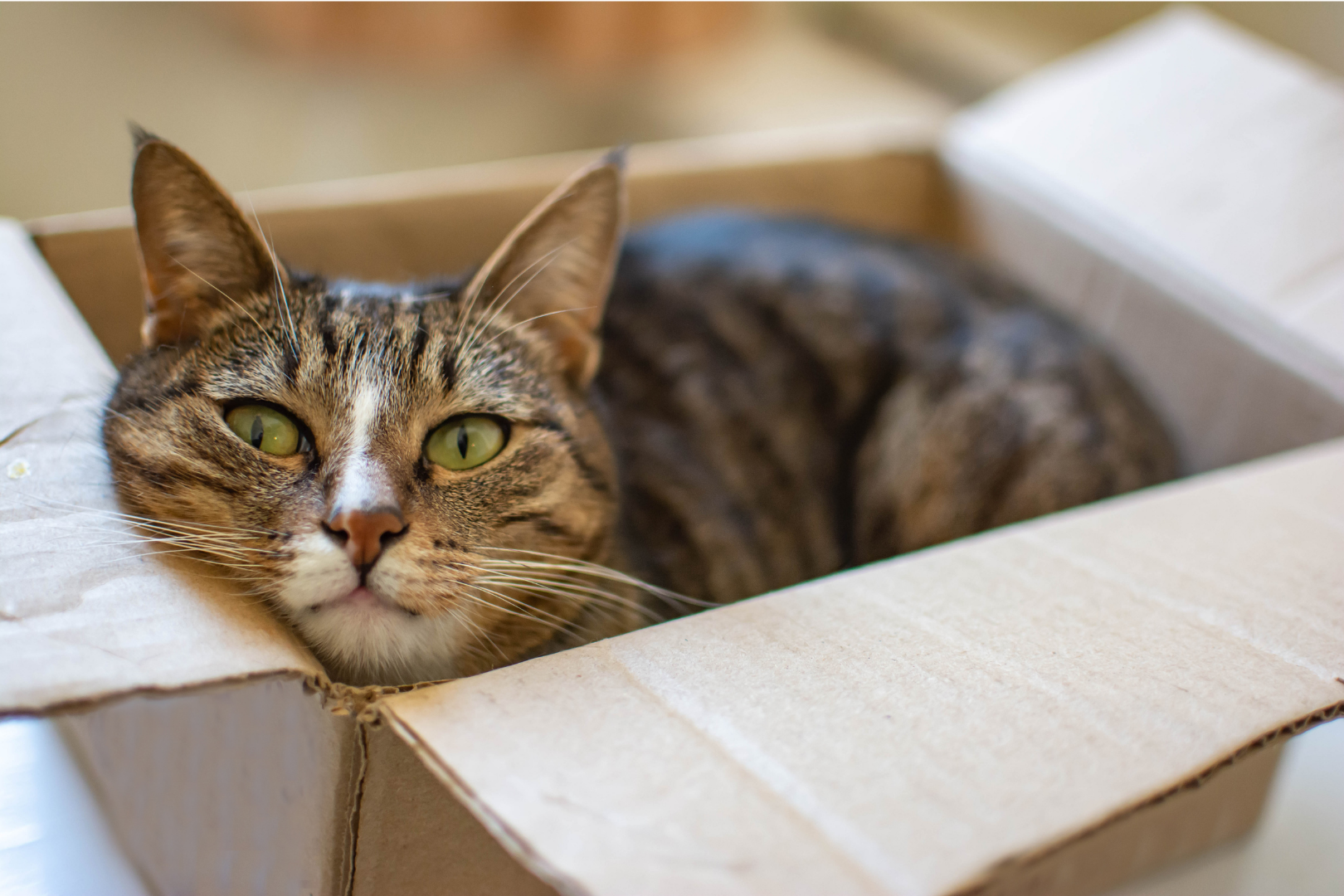 tabby cat in cardboard box
