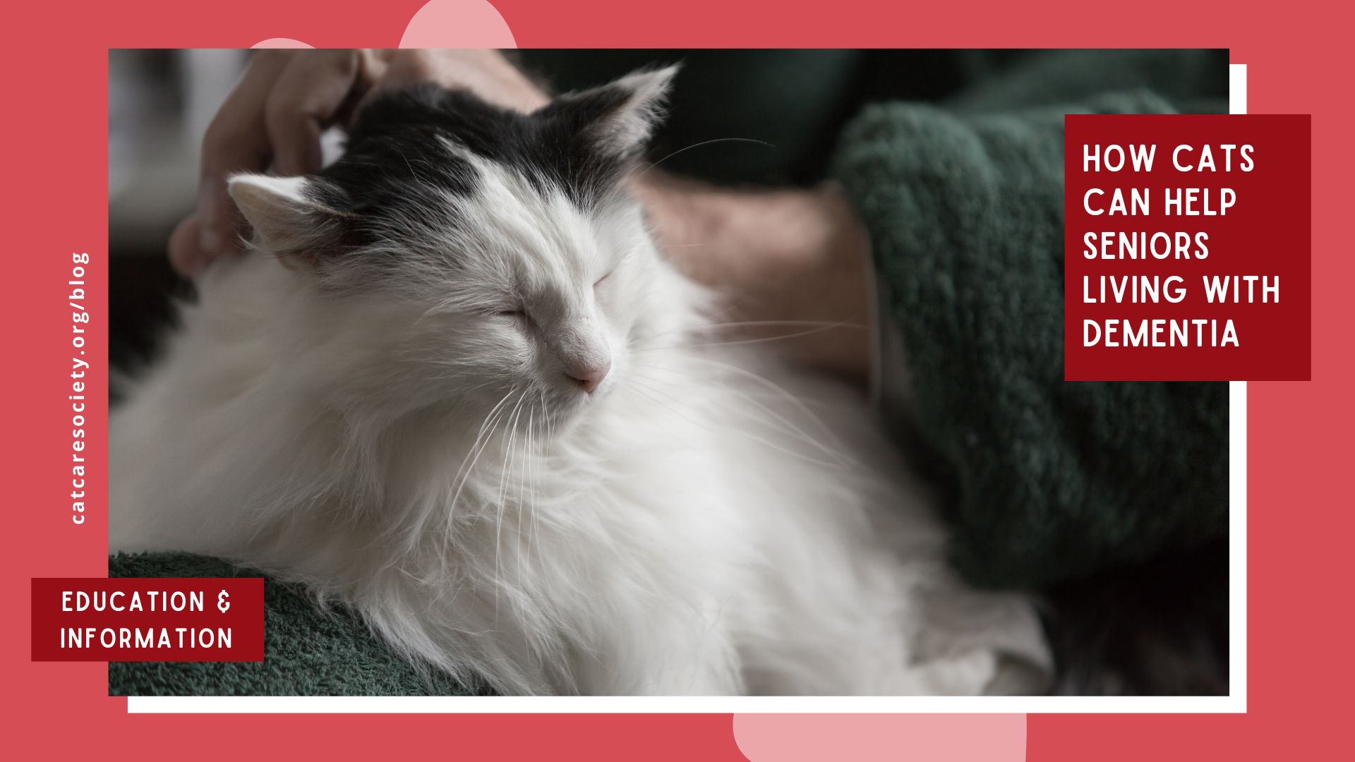 a woman pets a white cat
