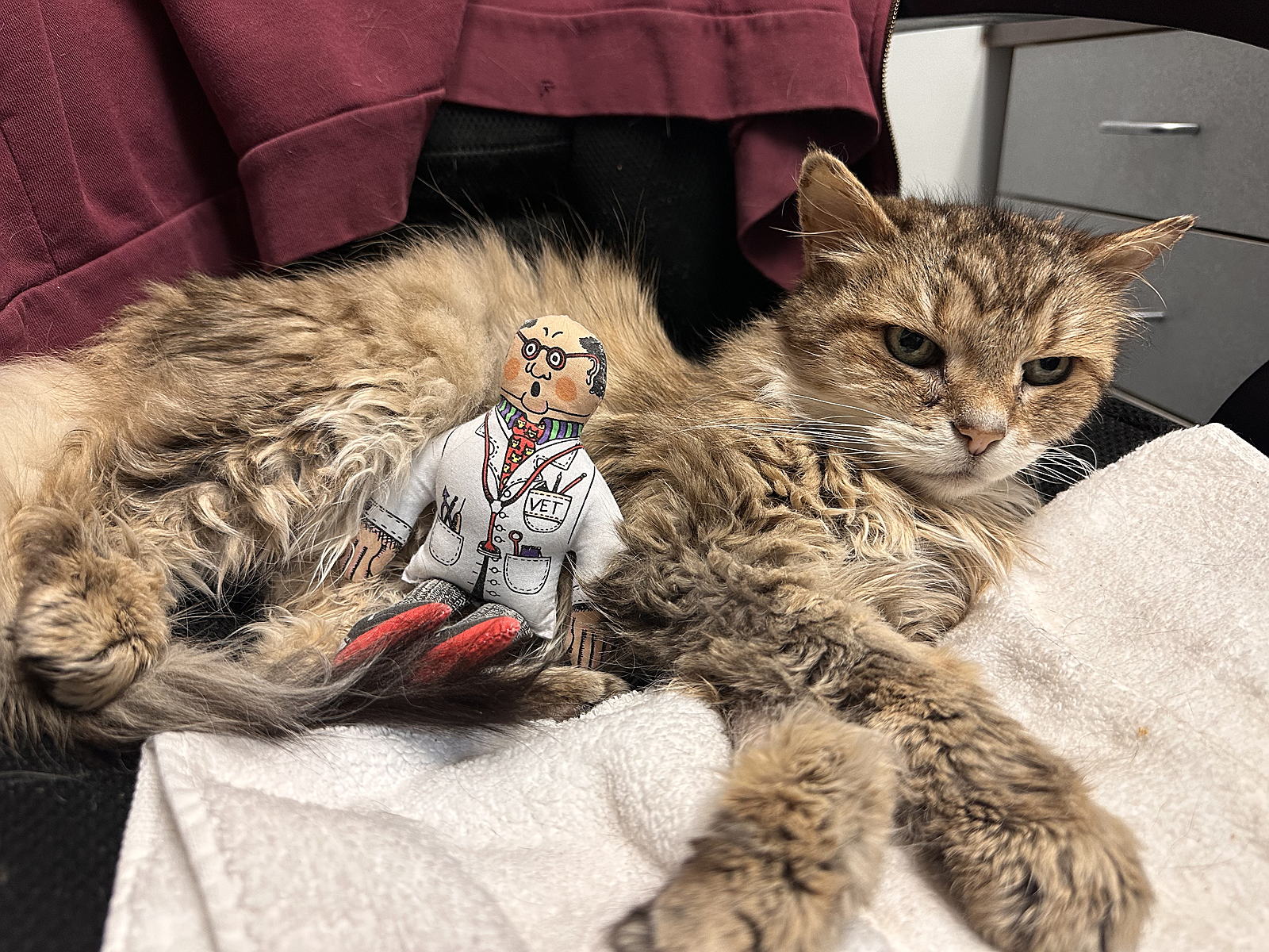 cat on blanket with toy