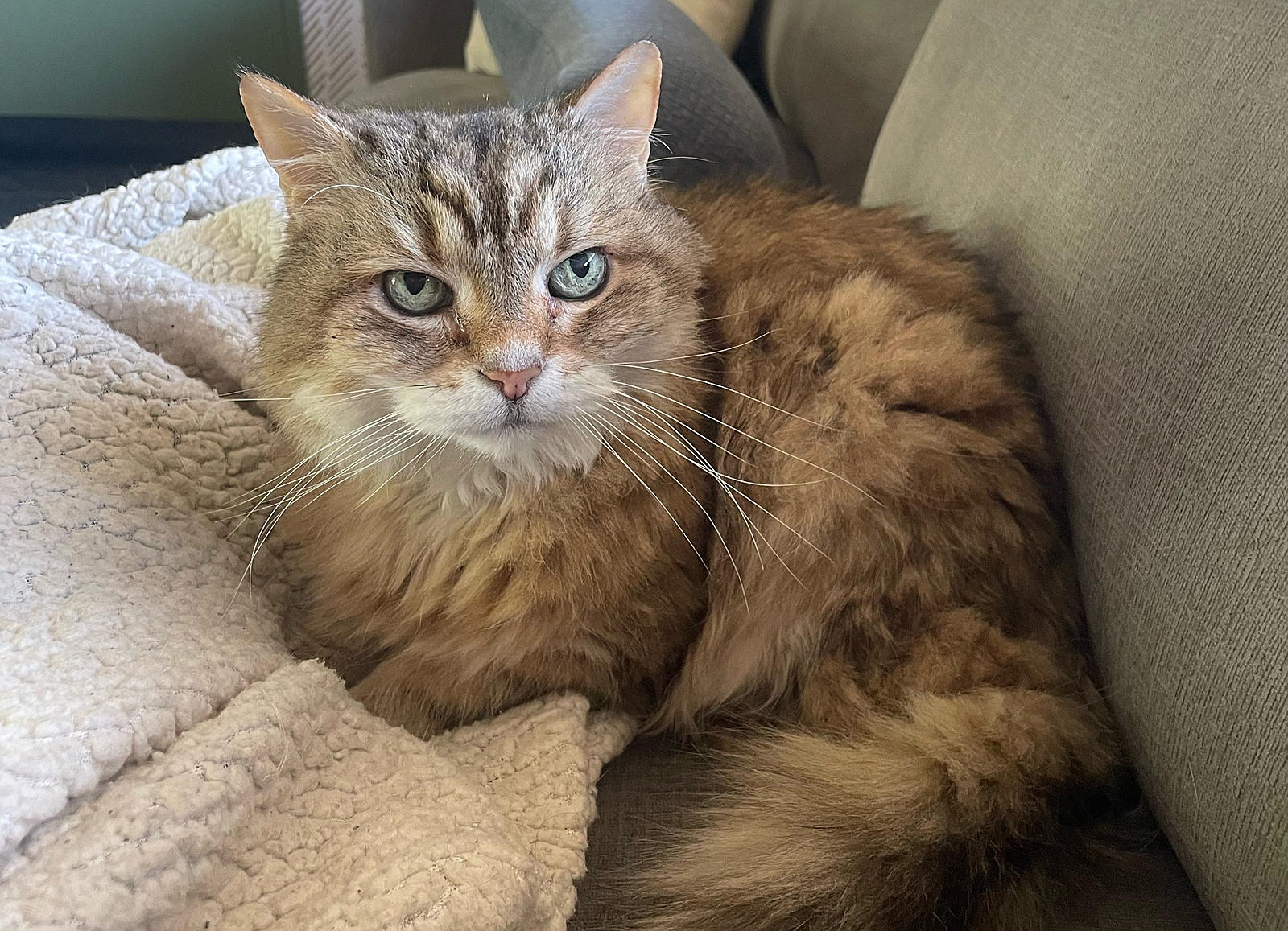 tabby cat on a blanket