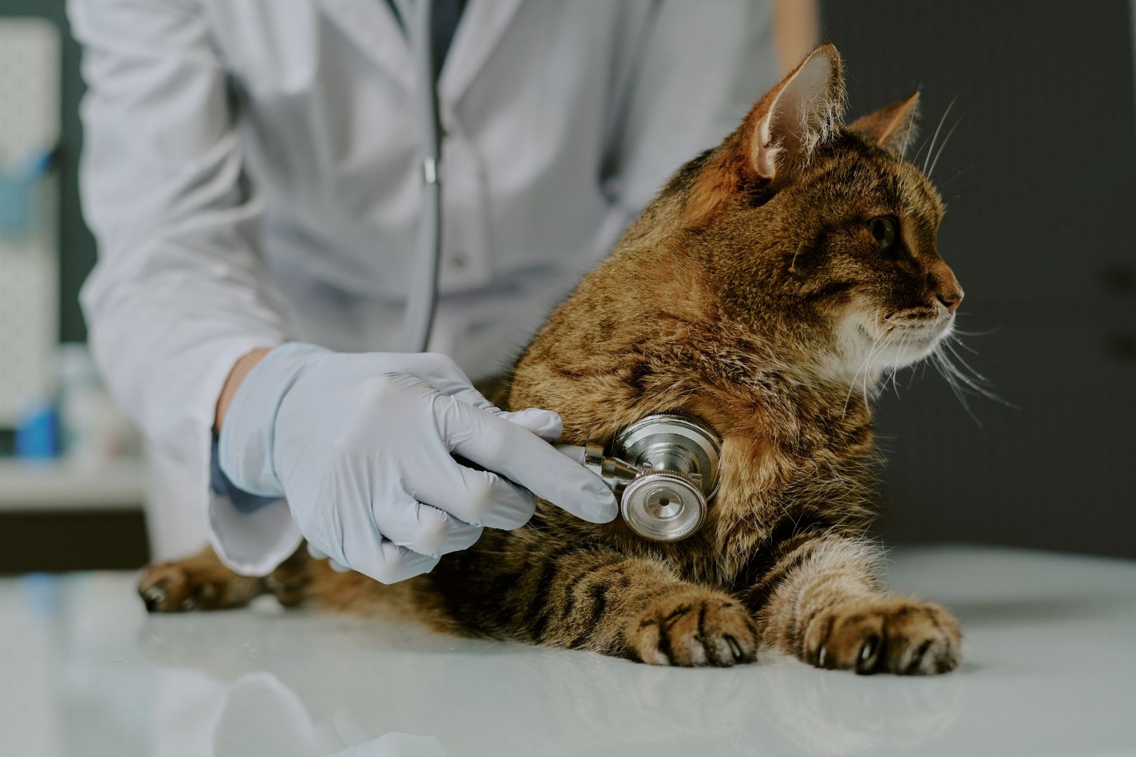 cat being checked by vet with stethoscope