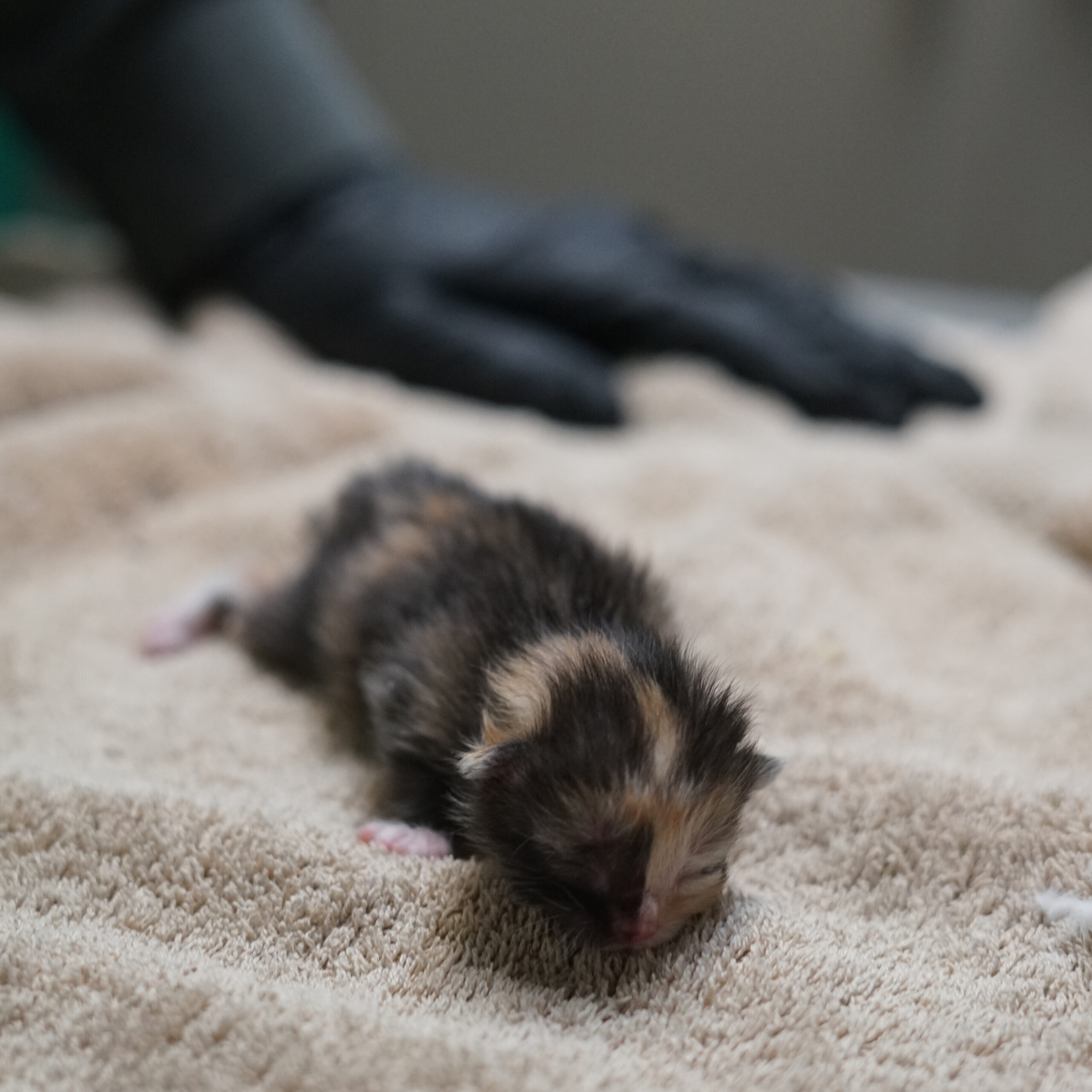newborn kitten