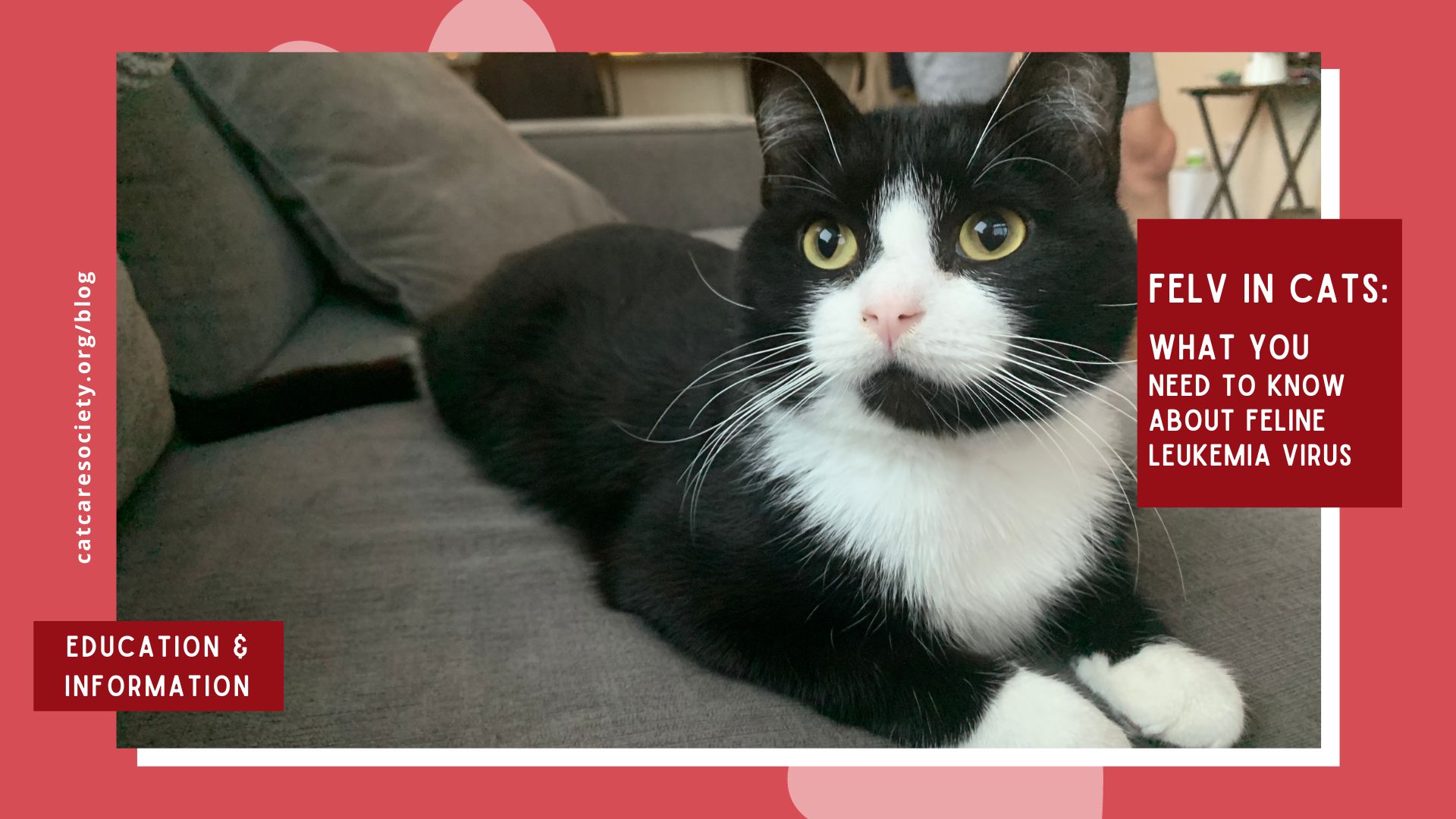 a black and white cat lays on a couch with text over that says "FeLV in cats: what you need to know"