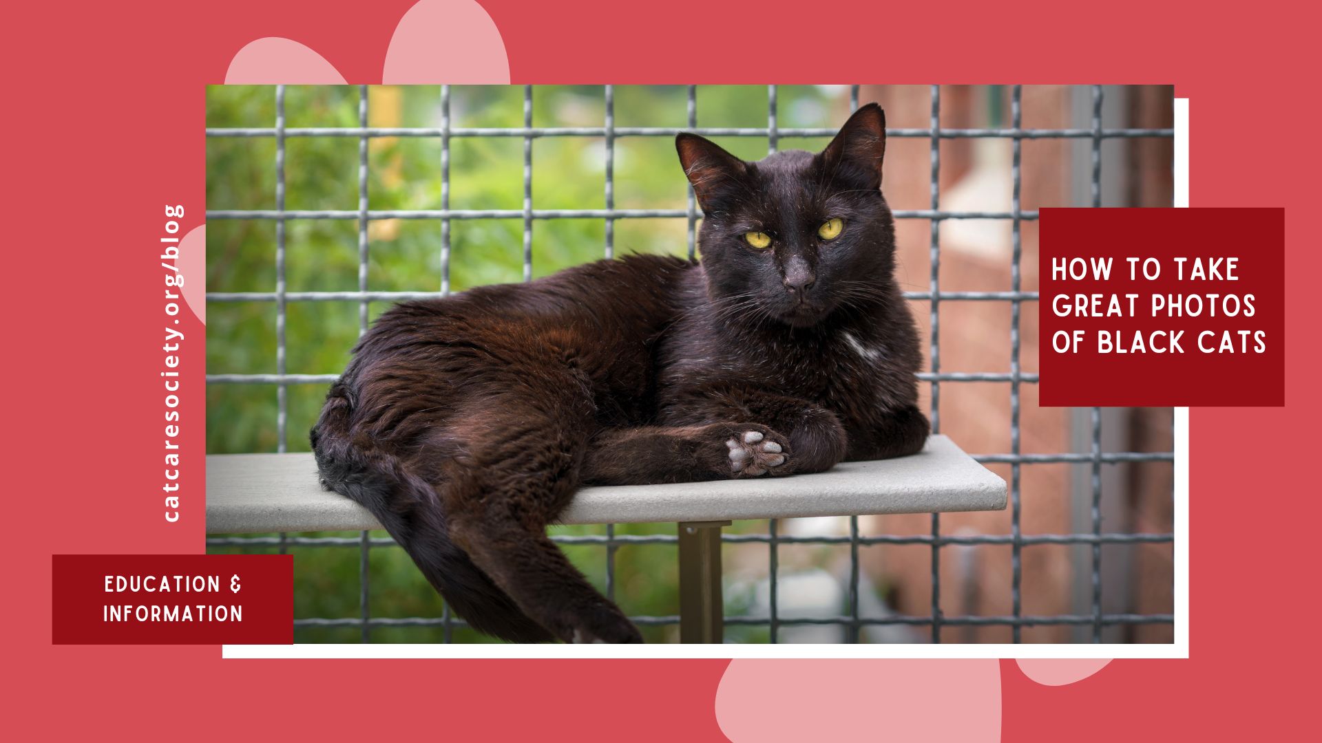 a black cat lays in an outdoor enclosure