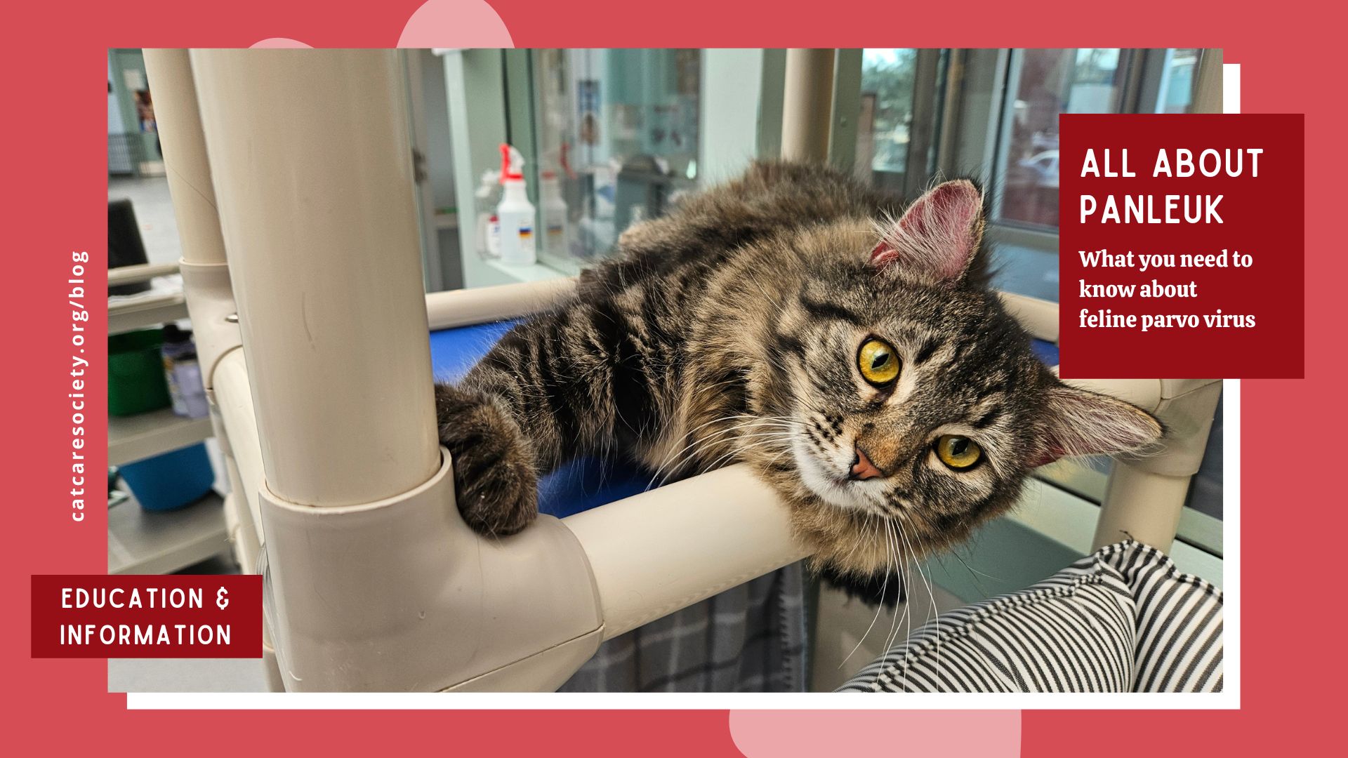 a tabby cat lays on a perch in a cat shelter