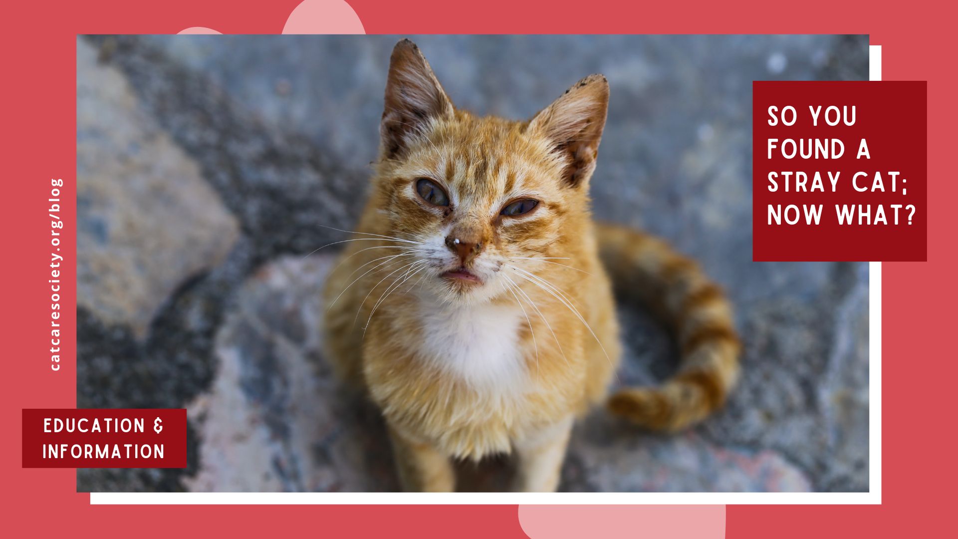 an orange cat sits on the ground looking up