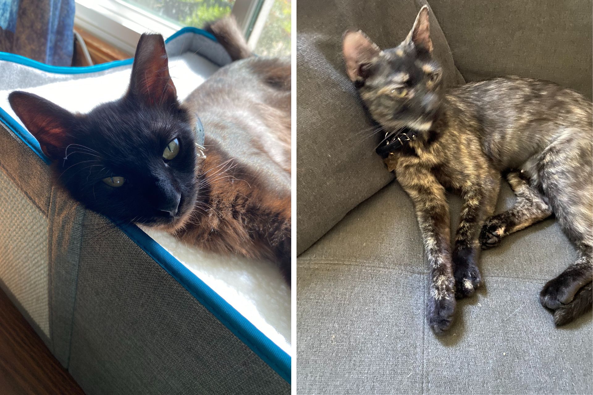 a collage of two cats, one black and one calico, lounging