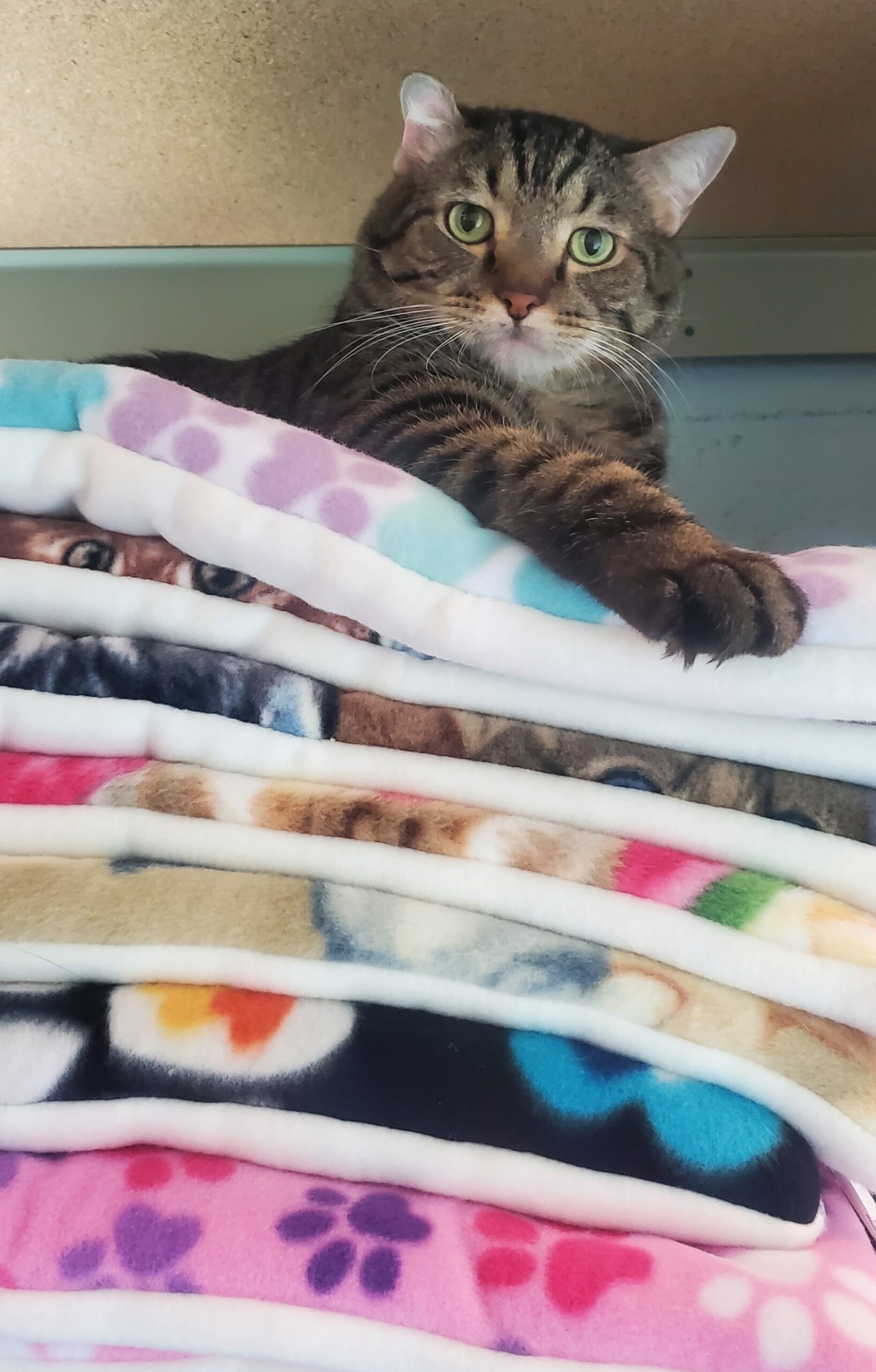 a tabby cat lays on a pile of cat mats