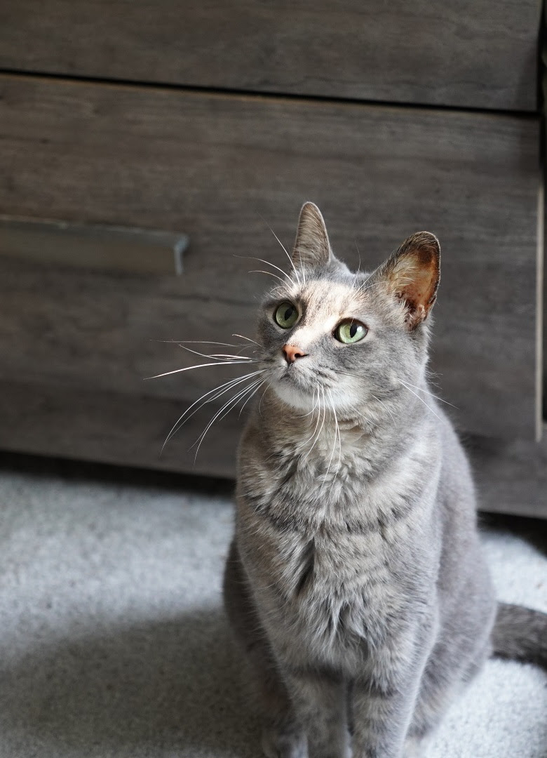 Maggie, a grey cat with bright green eyes, sits and looks up